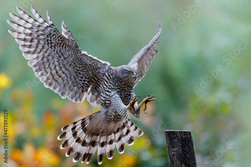 Northern goshawk (accipiter gentilis) searching for food in the forest of Noord Brabant in the Netherlands