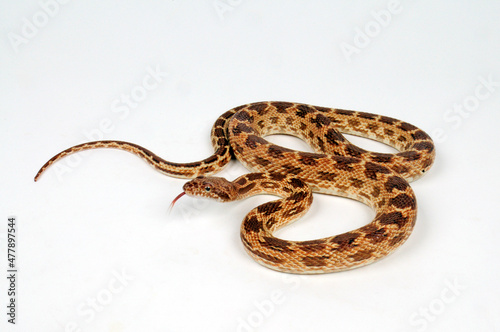 Diadem snake, royal snake // Diademnatter (Spalerosophis diadema)