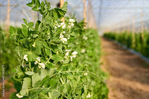 Purple flowers of snow pea plant.The snow pea is an edible-pod pea with flat pods and thin pod walls.