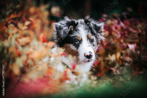 Australian shepherd puppy outside in beautiful red autumn. Amazing autumn colors 