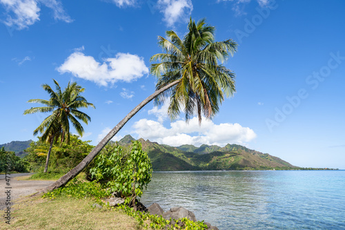 Palm tree near Opunohu Bay on Moorea island, French Polynesia