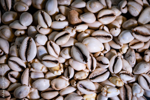 cowries as a currency before money in africa