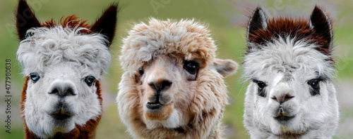 three funny alpacas looking very close into the camera portrait in detail focus