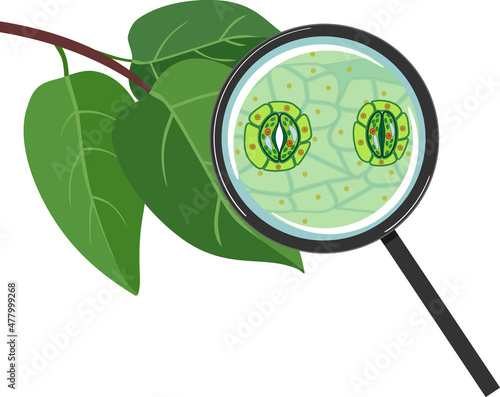 Green leaf and stomatal complex with open and closed stoma under magnifying glass isolated on white background