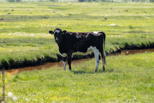 Black and white cow grazing green grass on polders of Zeeland, Netherlands