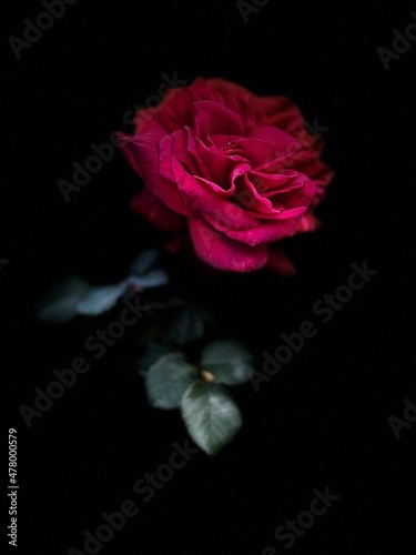 rose on black