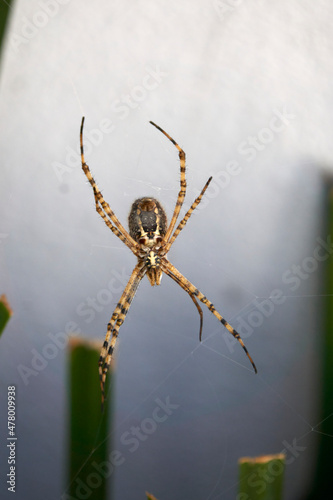A tiger spider waiting for its prey in the garden