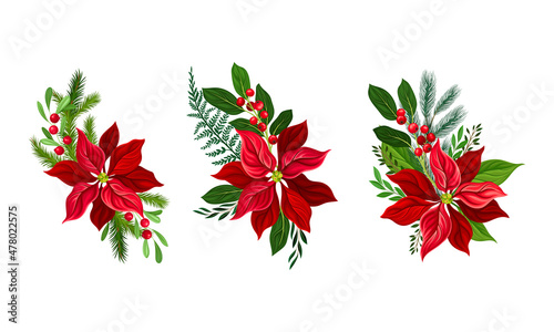 Red poinsettia flower set. Christmas decorations with beautiful flower and fir tree branches vector illustration