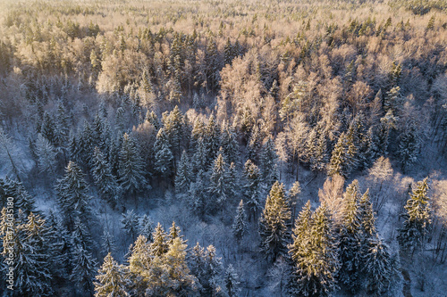 Aerial view of forest in Riezupe river nature park in winter day, Latvia