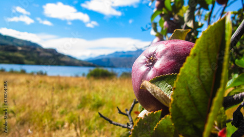 Manzana roja patagonia