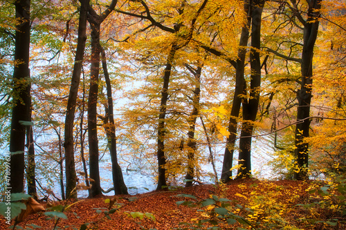 Beautiful, vibrant yellow leaves on a fall day at Laacher See, a volcanic lake in Germany.