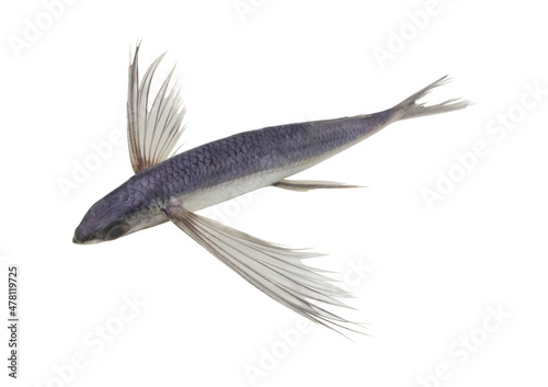 Tropical flying fish isolated on white background