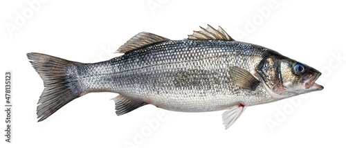 Sea bass, fresh seabass fish isolated on white background 