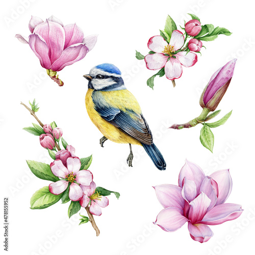 Blue tit bird with spring pink magnolia, apple flowers. Watercolor illustration set. Hand drawn cute tiny titmouse spring blooming flower set. Small bird tender pink flowers watercolor element