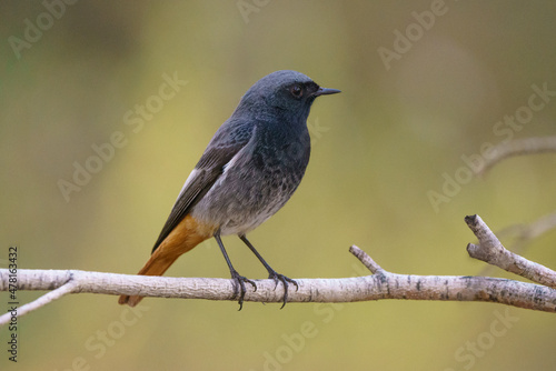 Black redstart (Phoenicurus ochruros) perching on a branch. Out of focus background.