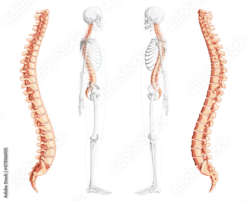 Human vertebral column side view with partly transparent skeleton position, spinal cord, thoracic lumbar spine, sacrum and coccyx. Vector flat natural colors, realistic isolated illustration anatomy 