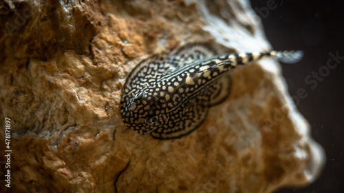 Tiger hillstream loach (Sewellia lineolata) on a rock, close-up