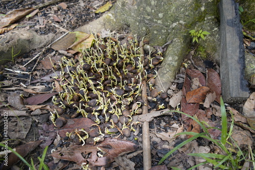Sprouting Cupuaçu seeds (Theobroma grandiflorum) Malvaceae family. Amazon, Brazil