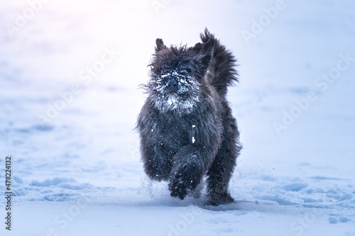 Pies rasy bouvier des Flandres biegnie po śniegu 