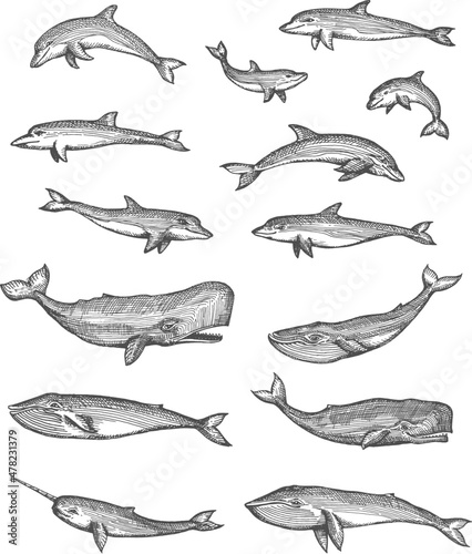 Whales, dolphins, narwhal and sperm whales vector sketches set, isolated hand drawn sea animals. Underwater monsters swimming and jumping in water, toothed whale and bottlenose dolphin engravings
