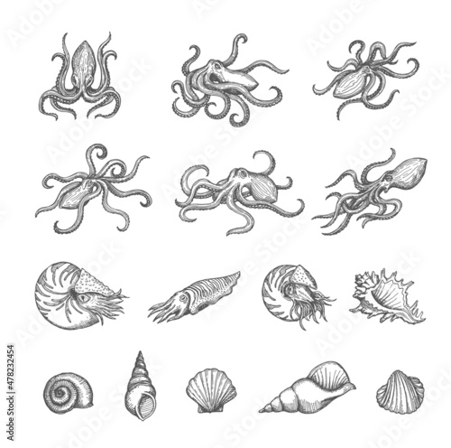 Octopus, cuttlefish and seashell sketches of shellfish and mollusk vector design. Vintage sea animal and shell, marine snail, clam, conch and scallop isolated hand drawn sketches, ancient map elements