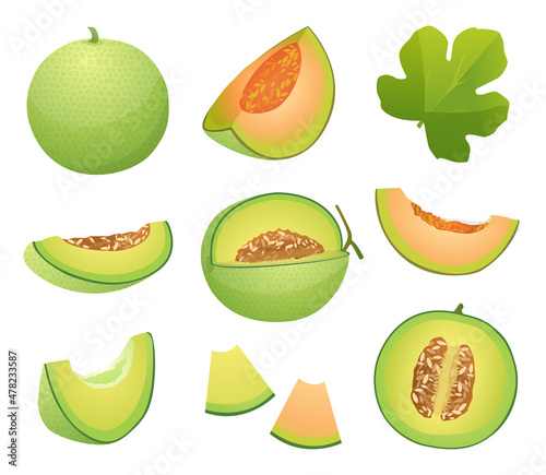 Set of melon fruits whole, half and cut slice illustration isolated on white background