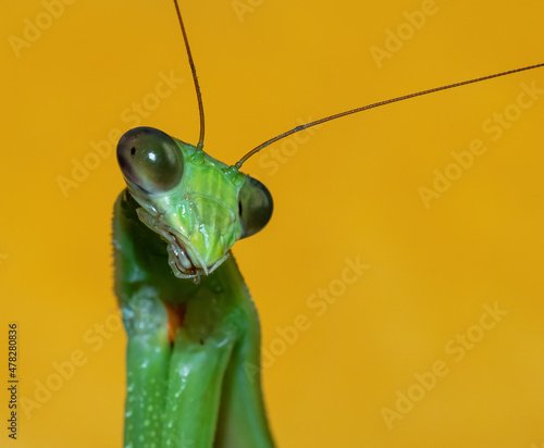 Praying mantis posing in front of a yellow background.