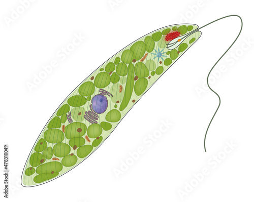 Schematic illustration of Euglena Gracilis