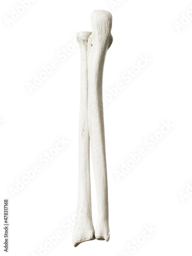 3d rendered illustration of the ulna and radius