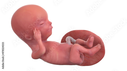 3d rendered medically accurate illustration of a human fetus - week 13