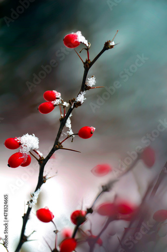 Czerwone owoce berberysu zimą