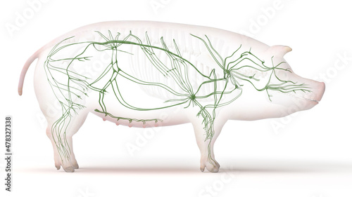 3d rendered illustration of the porcine anatomy - the lymphatic system