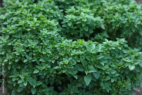 Bush of greek basil in the garden. Green bush