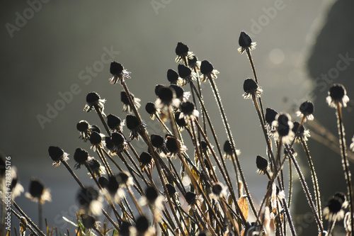 Rudbeckia seed heads in winter