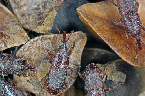 Wheat weevil Sitophilus granarius beetles on buckwheat seeds. High magnification.