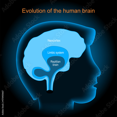 Brain evolution. Neocortex, Reptilian brain, and Limbic system