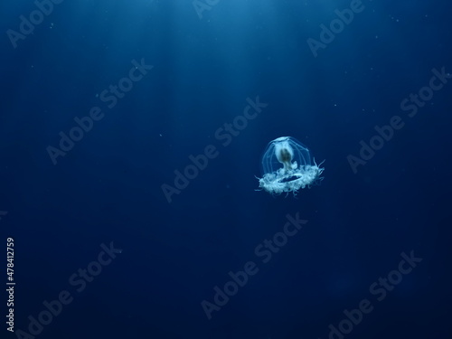 Turritopsis nutricula Turritopsis dohrnii Oceania O. armata immortal underwater closing jellyfish ocean scenery