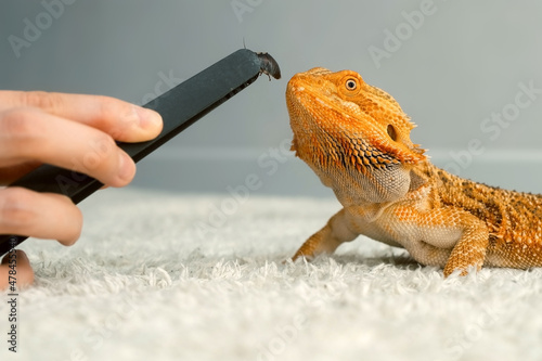 Process of feeding of bearded agama dragon with insect cockroach at home on carpet. The content of the lizard at home. Cute amazing animal from Australia. Exotic domestic animal, pet.