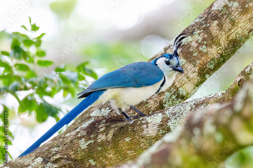 White-throated magpie-jay (Calocitta formosa) sitting on a tree, Rincon de la Vieja National Park, Parque Nacional Rincon de la Vieja, Guanacaste Province, Costa Rica