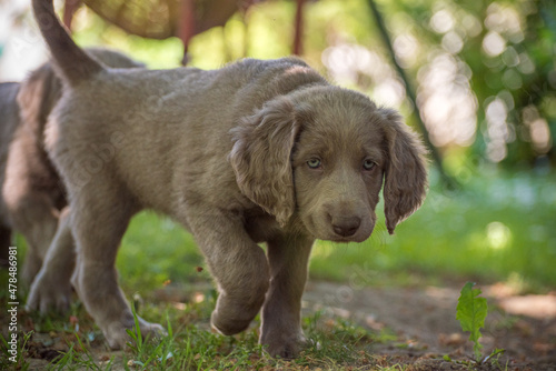 Portrait of long haired Weimaraner puppy walking in the green meadow. The little dog has gray fur and bright blue eyes. Pedigree long haired Weimaraner puppies.