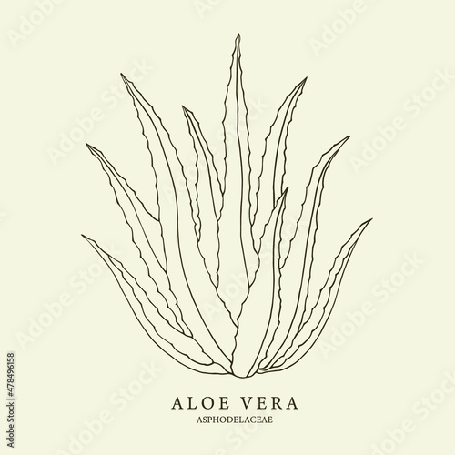 Aloe vera hand drawn illustration. Botanical design for organic cosmetics, medicine