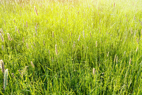 Bright green grass, lush meadow background