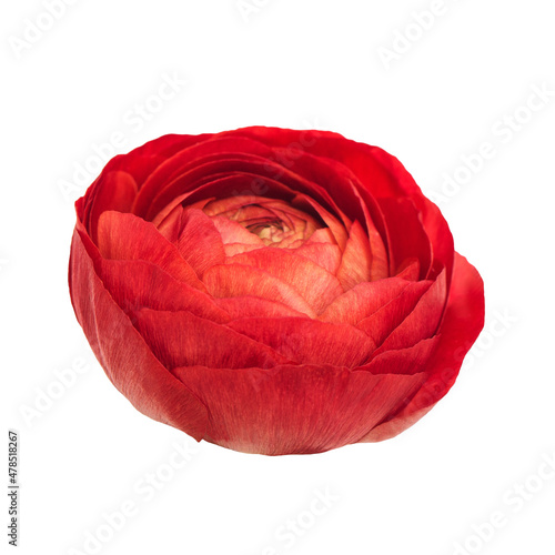 Flower head. Red ranunculus isolated transparent background PNG