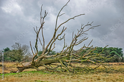 Uprooted tree in a field near Zuidwolde, The Netherlands, on a winter day