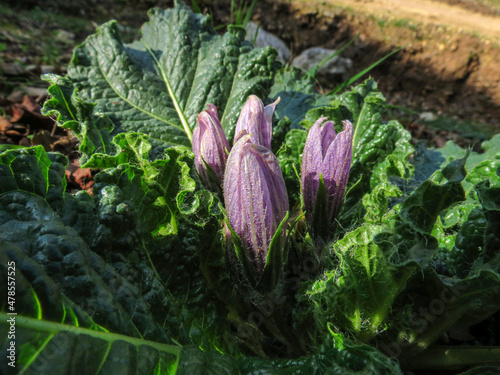Mandragora or mandrake a purple wildflower that grows in the Winter in Israel 