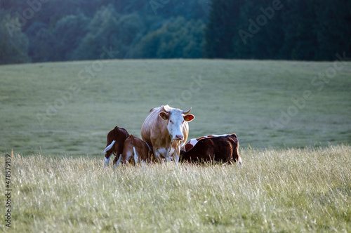 Krowa z cielakami pasąca się na łące