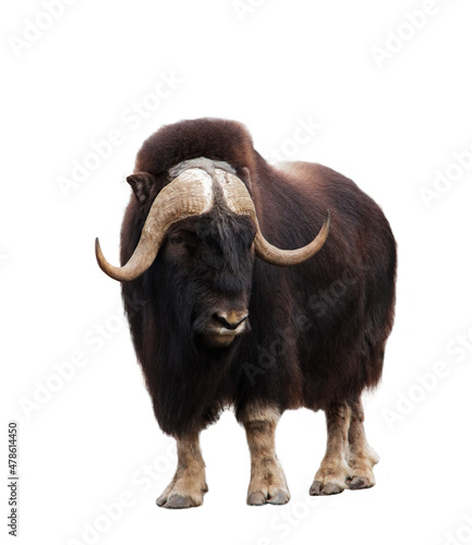 Closeup of musk-ox isolated on white background