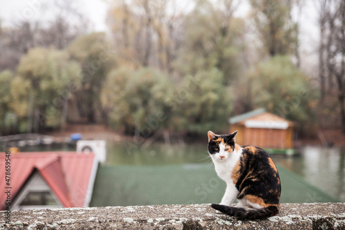 Selective blur on a female stray cat, a calico cat, young, standing in Pancevo, Serbia, outdoors, abandoned. It is a typical tricolor cat, European breed. ..