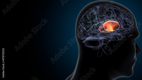 3d illustration of human brain internal capsule anatomy. 