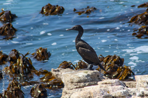 bank cormorant on a rock by the sea with kelp in the water